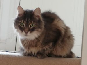 Cat Sitter Livingston Pet Services