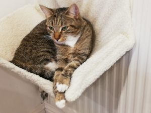 Cat Sitter Livingston Bathgate