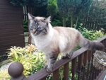 Whitburn Pet Sitter Cat Sitter West Lothian