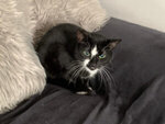 Livingston Pet Sitting Service West Lothian Cat Sitter