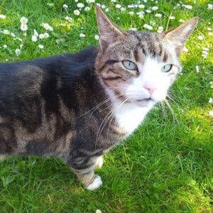 Livingston Cat Sitter Pet Sitter West Lothian