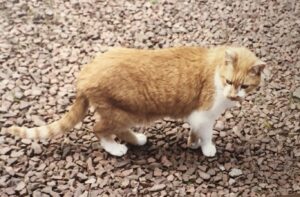 West Lothian Cat Sitter Pet Services Livingston