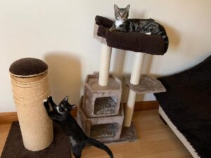 Cat Sitting Service West Lothian 