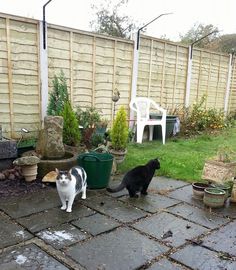 Pet Services West Lothian Cat Sitter