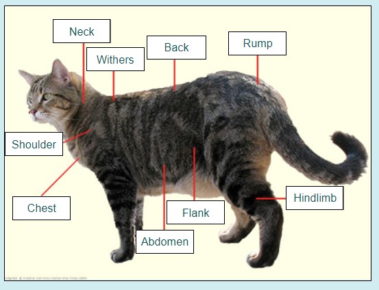 Get to know your cat inside and out