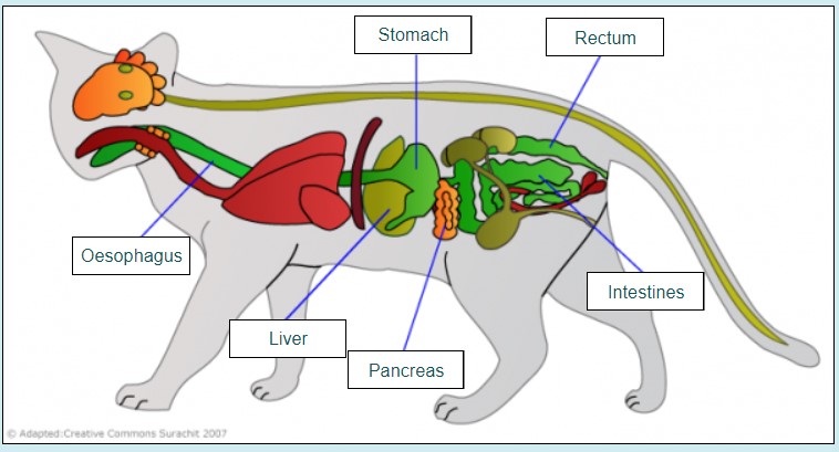 Get to know your cat inside and out